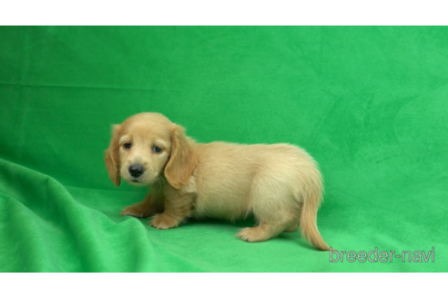 成約済の東京都のミニチュアダックスフンド(ロングヘアード)-154156の3枚目